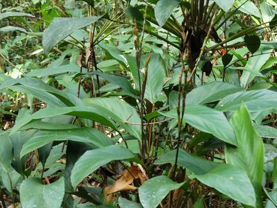 Ischnosiphon petiolatus, photographed by Guillaume Delaitre