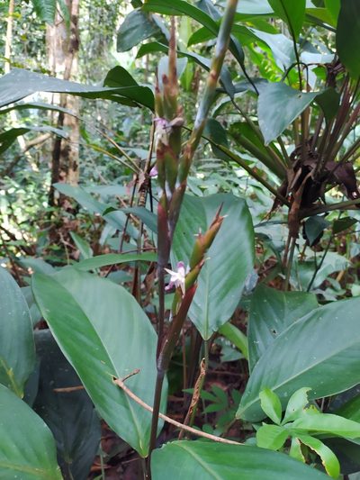 Ischnosiphon petiolatus, photographed by Guillaume Delaitre