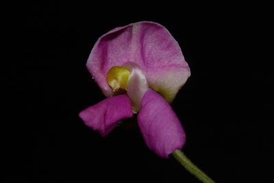 Phaseolus angustissimus, photographed by Brian Finzel