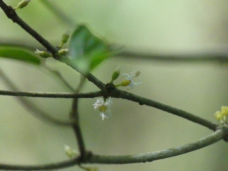 Henriettea flavescens, photographed by Guillaume Delaitre