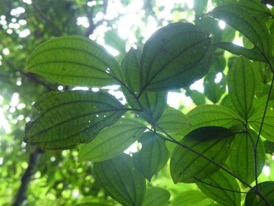 Henriettea flavescens, photographed by Guillaume Delaitre
