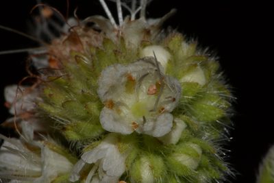 Phacelia heterophylla, photographed by Brian Finzel