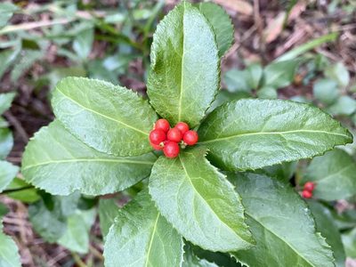 Sarcandra glabra, photographed by Toby Y