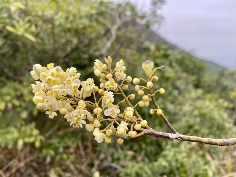 Litsea cubeba, photographed by Toby Y