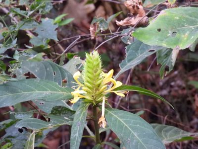Barleria oenotheroides