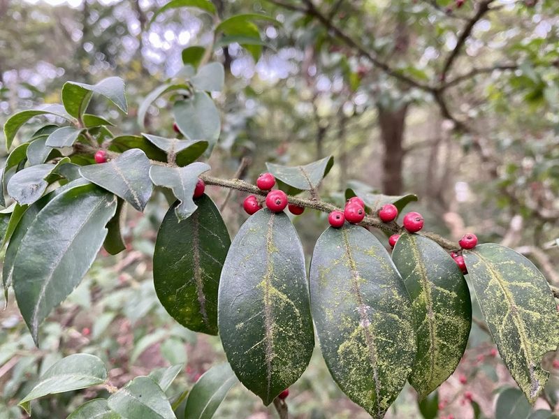 Ilex pubescens, photographed by Toby Y