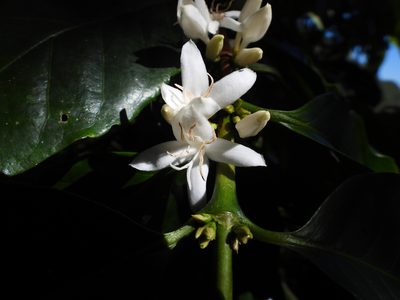 Coffea arabica, photographed by Leticia Jiménez Hernández