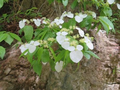 Hydrangea scandens, photographed by Marco Mussita