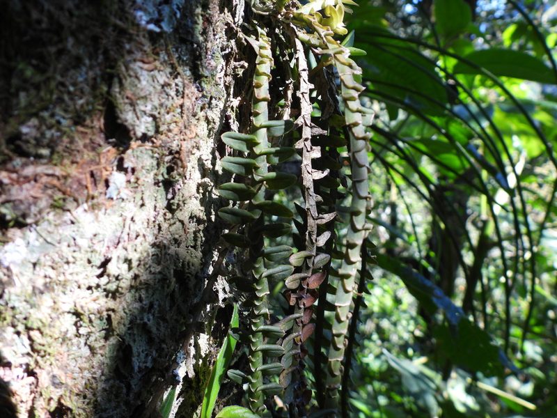 Dichaea muricatoides, photographed by Leticia Jiménez Hernández