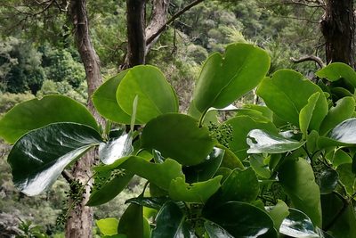 Griselinia lucida, photographed by Duncan Cunningham