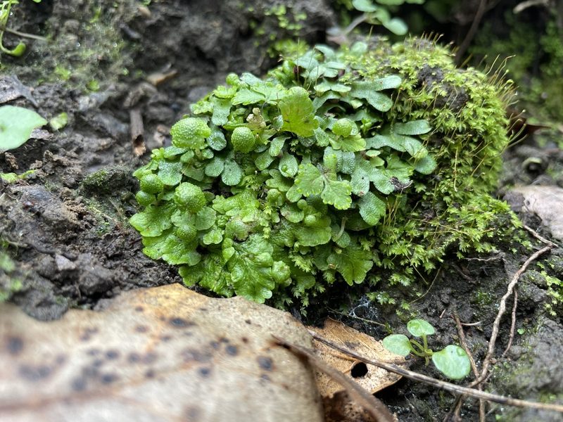 Cryptomitrium tenerum, photographed by crothfels