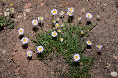 Erigeron ursinus, photographed by Brian Finzel