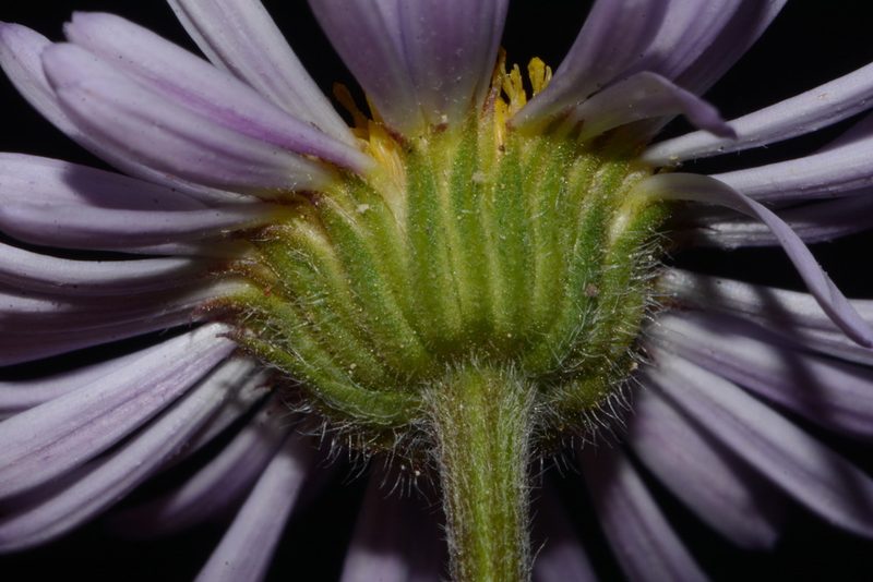 Erigeron ursinus, photographed by Brian Finzel