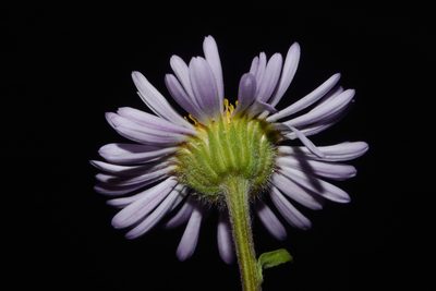 Erigeron ursinus, photographed by Brian Finzel