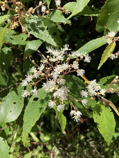 Androcalva fraseri, photographed by Thomas Mesaglio