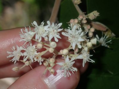 Androcalva fraseri, photographed by Thomas Mesaglio