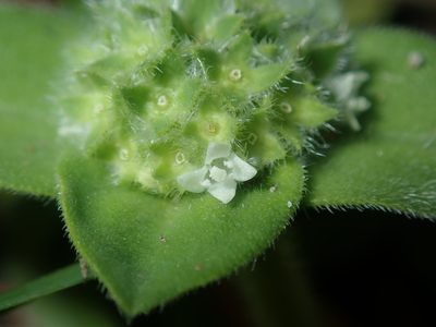 Richardia humistrata, photographed by Thomas Mesaglio