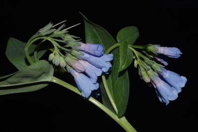 Mertensia arizonica, photographed by Brian Finzel