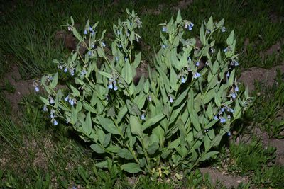 Mertensia arizonica, photographed by Brian Finzel