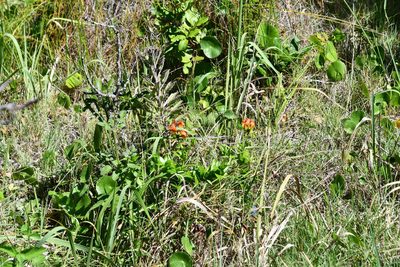 Gloriosa superba, photographed by Thomas Mesaglio