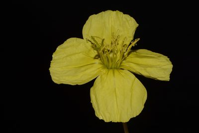 Oenothera flava, photographed by Brian Finzel