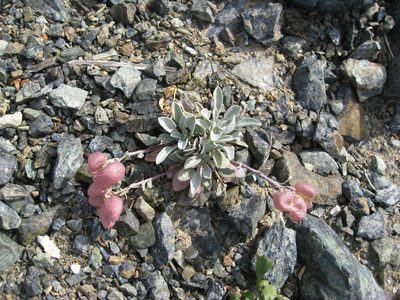Physaria alpestris, photographed by John Brew