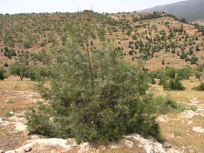 Tetraclinis articulata, photographed by Oleg Kosterin