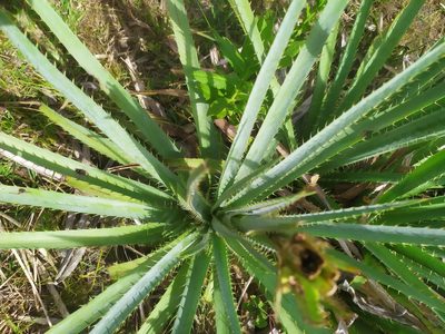 Eryngium pandanifolium, photographed by Rafael Tosi