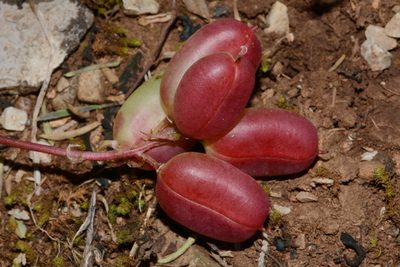 Astragalus bibullatus, photographed by Brian Finzel