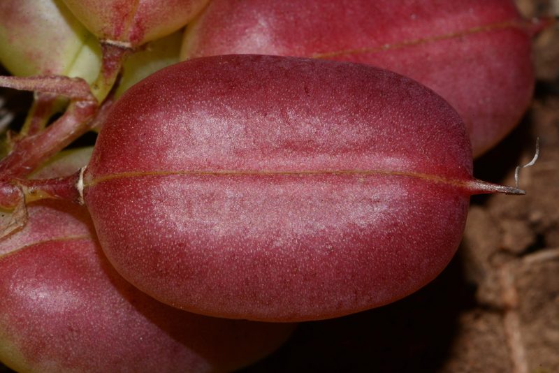 Astragalus bibullatus, photographed by Brian Finzel
