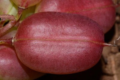 Astragalus bibullatus, photographed by Brian Finzel
