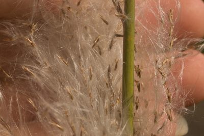Saccharum spontaneum, photographed by Kevin Faccenda
