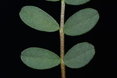 Astragalus bibullatus, photographed by Brian Finzel