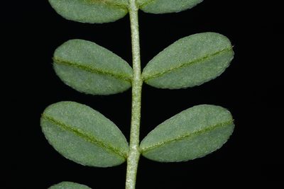 Astragalus bibullatus, photographed by Brian Finzel