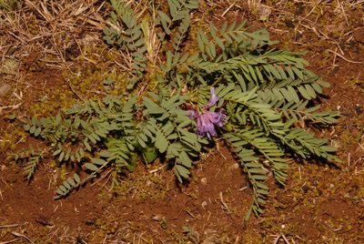 Astragalus bibullatus, photographed by Brian Finzel