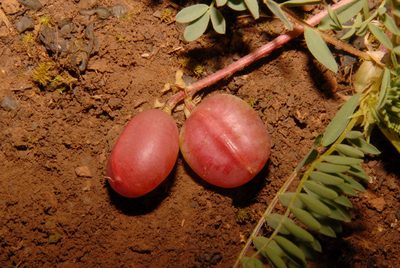Astragalus bibullatus, photographed by Brian Finzel