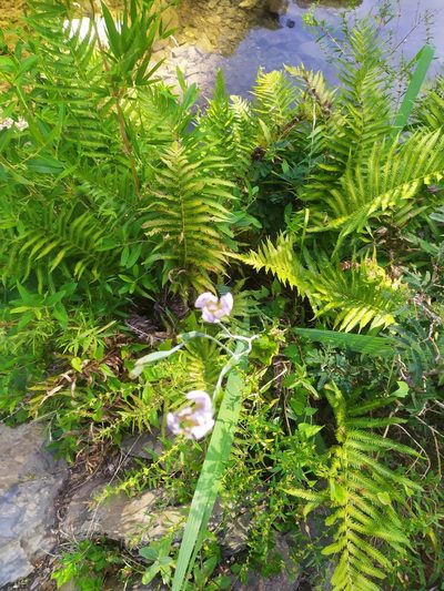 Phalocallis coelestis, photographed by Rafael Tosi