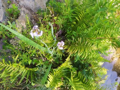 Phalocallis coelestis, photographed by Rafael Tosi