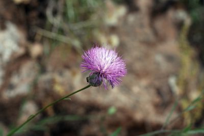 Mantisalca salmantica, photographed by Oleg Kosterin