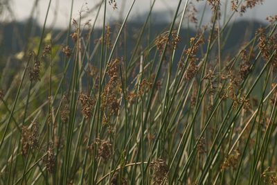 Schoenoplectus californicus, photographed by Kevin Faccenda