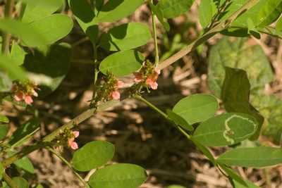 Indigofera suffruticosa, photographed by Kevin Faccenda