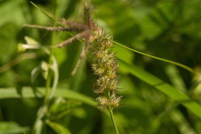 Cenchrus echinatus, photographed by Kevin Faccenda