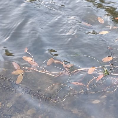 Potamogeton cheesemanii, photographed by Jenny Saito