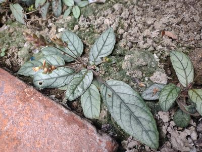 Strobilanthes reptans, photographed by Joan Evangelista