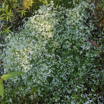 Hydrogalium elongatum, photographed by Jenny Saito