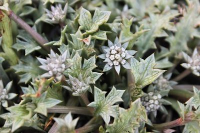 Eryngium vesiculosum, photographed by Joe Dillon