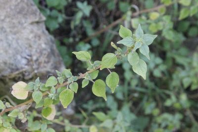 Parietaria debilis, photographed by Joe Dillon