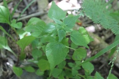Parietaria debilis, photographed by Joe Dillon