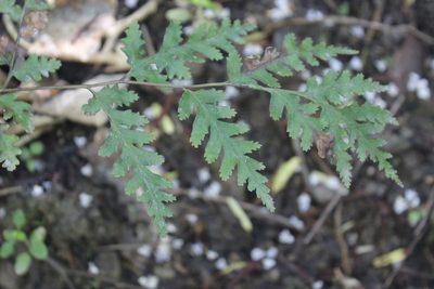 Pteris macilenta, photographed by Joe Dillon