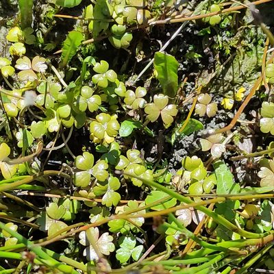 Hydrocotyle sulcata, photographed by Jenny Saito